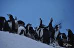 Colônia de pinguins chinstrap em Half Moon Island, na Antártida